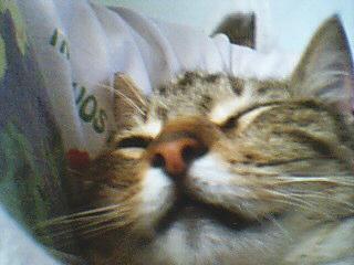 la c mon chat qui dors dans mes bras
